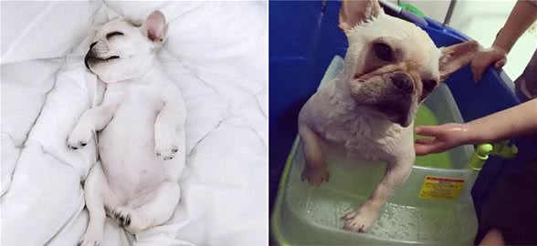 法国斗牛犬的缺点，看完你还想养吗？