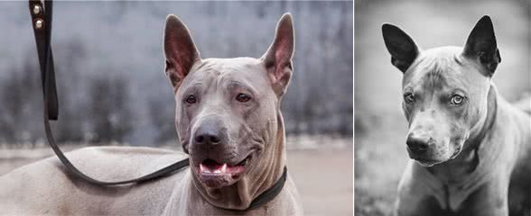 走进古老而神秘的犬种—泰皇脊背犬