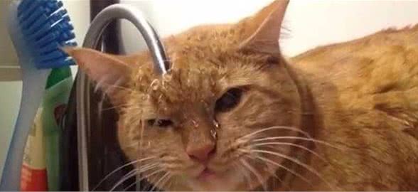 “猫咪不敢洗澡，是因为怕水？”：训练对了，猫咪也是游泳高手