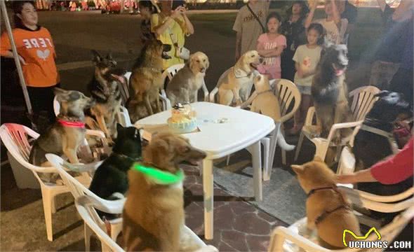 黑柴6岁生日　12陪伴犬围坐庆生超有秩序