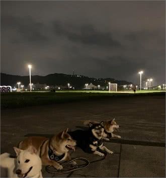 黑柴6岁生日　12陪伴犬围坐庆生超有秩序