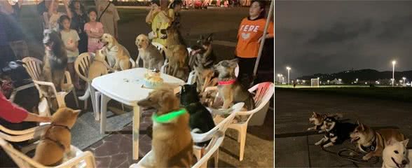 黑柴6岁生日　12陪伴犬围坐庆生超有秩序