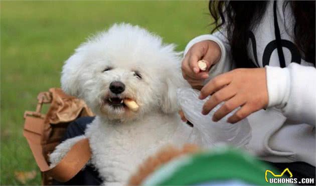 泰迪犬虽然好色又爱叫，但是它有这些优势，养了的人真的不冤