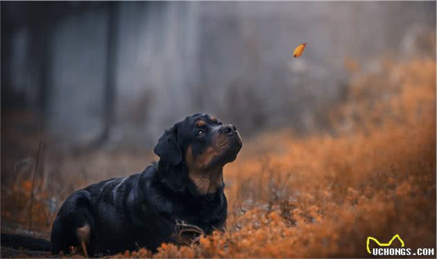 为什么狗狗会舔爪子？