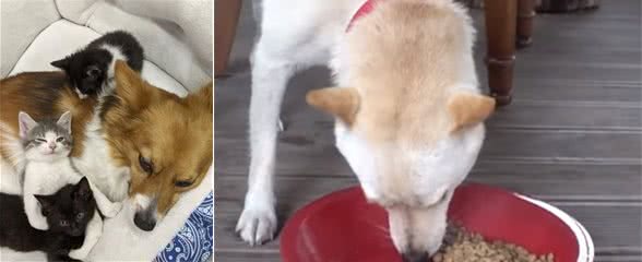 小狗被送走后，狗妈妈收养了流浪猫当孩子，暖哭