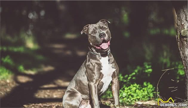 世界上名贵犬种清单（三）