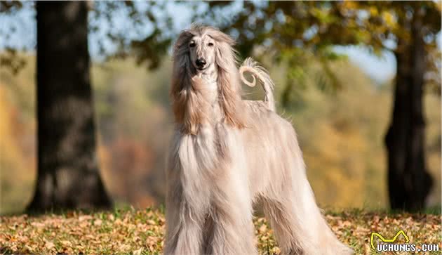 世界上名贵犬种清单（三）