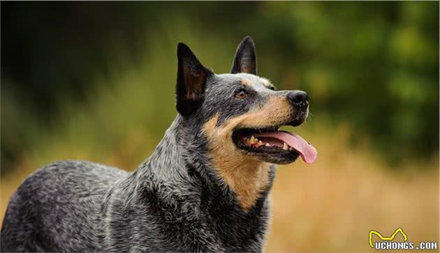 世界上名贵犬种清单（三）