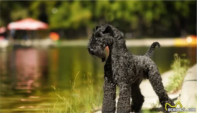 世界上名贵犬种清单（三）