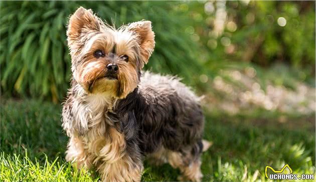 世界上名贵犬种清单（三）