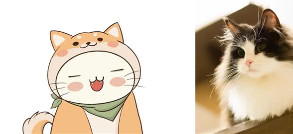 你以为的布偶，就是你以为的布偶吗？