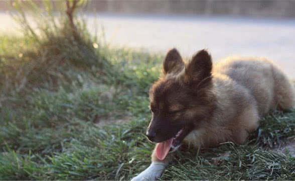 为什么幼犬得吃幼犬粮呢？幼犬粮和成犬粮的区别是什么？