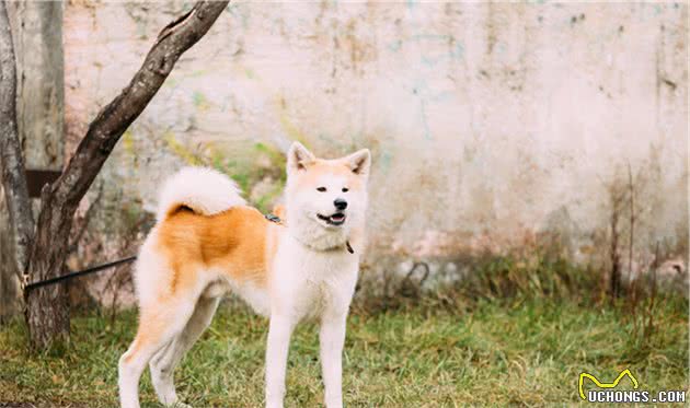 了解“日本国犬”—秋田犬，想不想养一只？