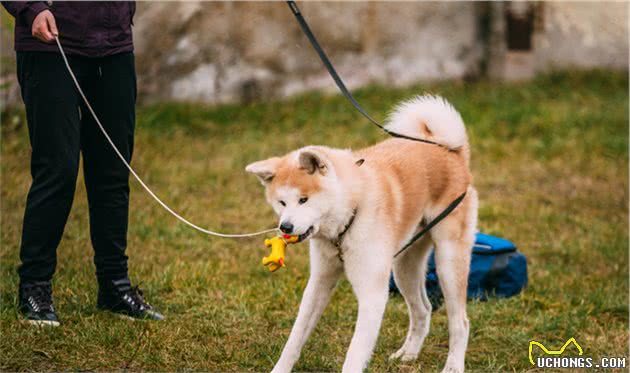 了解“日本国犬”—秋田犬，想不想养一只？