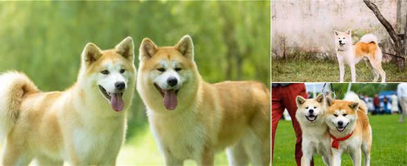 了解“日本国犬”—秋田犬，想不想养一只？