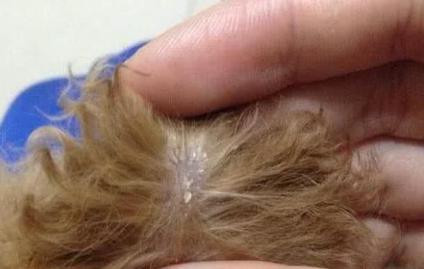 若狗狗有这几种症状,说明身上全是寄生虫,再不驱虫后果很严重