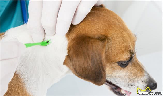 若狗狗有这几种症状,说明身上全是寄生虫,再不驱虫后果很严重