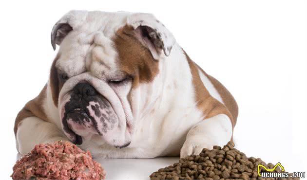 若狗狗有这几种症状,说明身上全是寄生虫,再不驱虫后果很严重