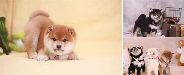柴犬是不是玻璃胃？会不会不好养活？