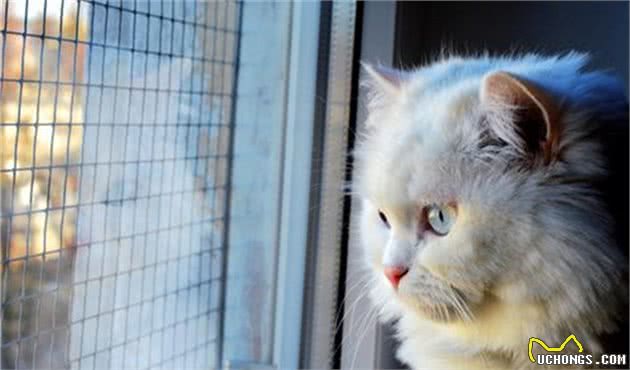 家养宠物，除了狗，还有猫，十大适合家养的猫推荐