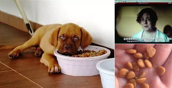 国产狗粮垃圾？月销数万的狗粮一定安全吗？怎么选合适的狗粮？