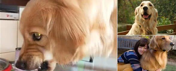 金毛犬有这些行为，说明把你当佣人了，你中招了吗？