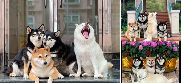 网友给4只柴犬拍照，其中一只总是不配合，白柴：我要靠实力抢镜