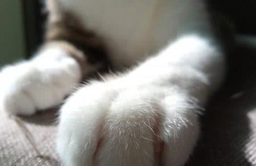 “面具”下斯芬克斯猫，是喜欢的人多，还是讨厌的人多？