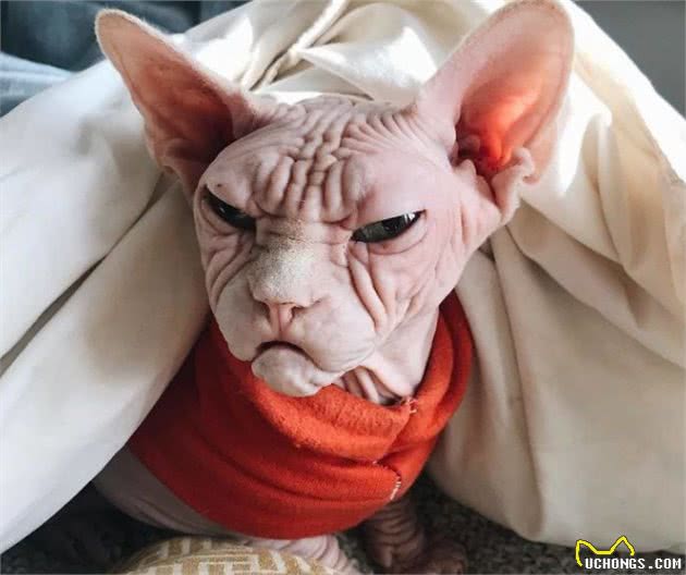“面具”下斯芬克斯猫，是喜欢的人多，还是讨厌的人多？