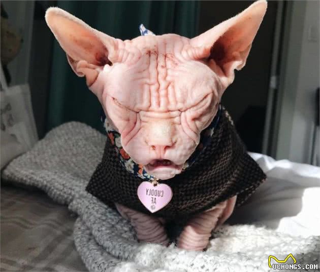 “面具”下斯芬克斯猫，是喜欢的人多，还是讨厌的人多？