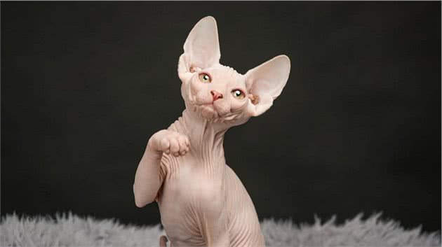 “面具”下斯芬克斯猫，是喜欢的人多，还是讨厌的人多？