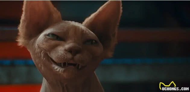 “面具”下斯芬克斯猫，是喜欢的人多，还是讨厌的人多？