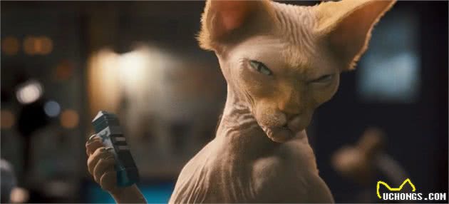 “面具”下斯芬克斯猫，是喜欢的人多，还是讨厌的人多？