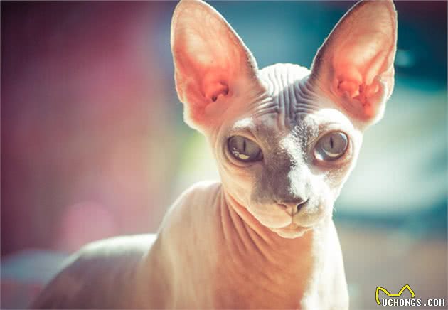 “面具”下斯芬克斯猫，是喜欢的人多，还是讨厌的人多？