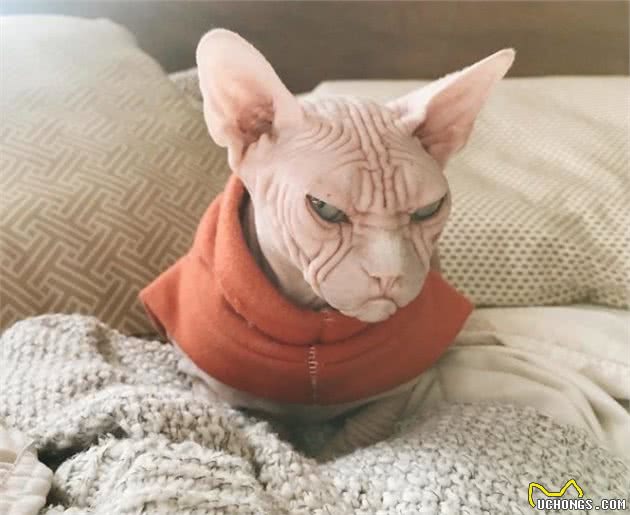 “面具”下斯芬克斯猫，是喜欢的人多，还是讨厌的人多？