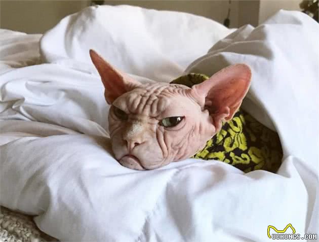 “面具”下斯芬克斯猫，是喜欢的人多，还是讨厌的人多？
