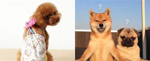狗狗の大姨妈