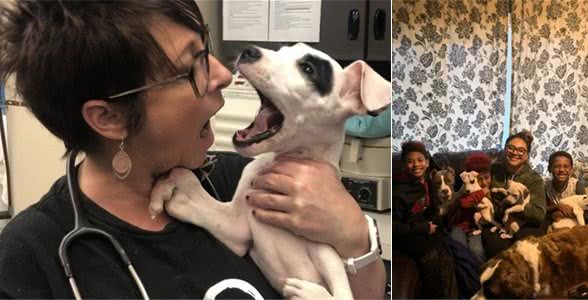 美国大丹犬天生多一只脚，幸好有人愿意领养，让它拥有幸福新生活