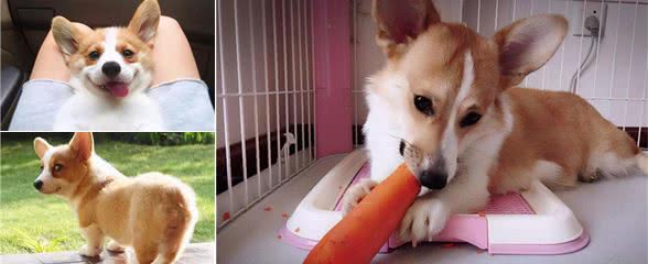 挑选健康的柯基犬，就看这几点