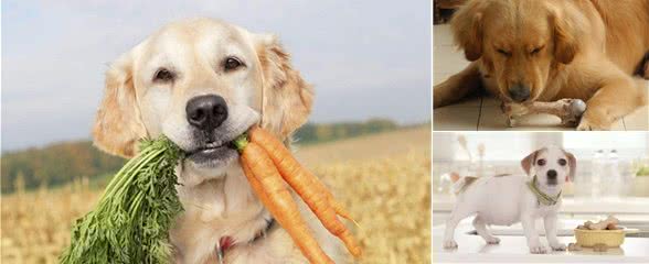 狗狗怀孕后要怎么喂食营养要怎么搭配这些你都会了吗？
