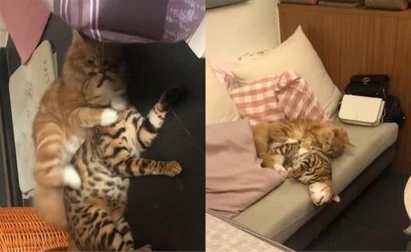 猫咪中也有“弟控”？豹猫被缅因猫撒娇暴打，生无可恋地倒沙发上