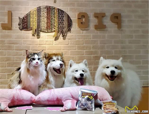 台北10间「宠物友善餐厅」精选推荐！跟毛小孩共度午餐太温馨