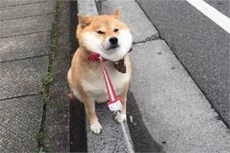 当心！狗狗背叛你的几个信号，宠主要知道