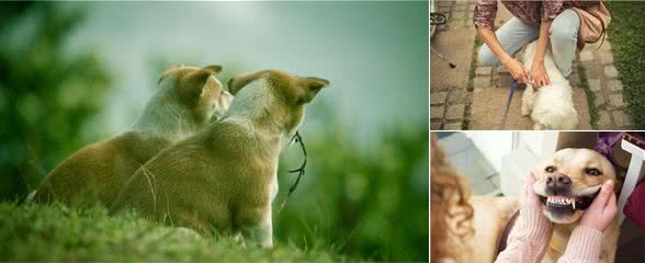 如果你家狗对你有这几种行为,说明它很信任你,跟你关系很亲密