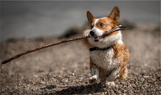 “忽悠”我买柯基犬的人，你们把我害苦了