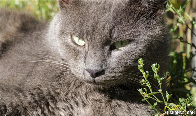 最可爱的俄罗斯蓝猫！