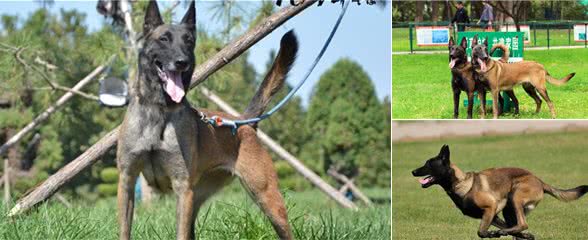 说马犬难养的，根本不了解它的这些好处，养了没后悔过