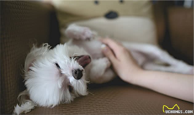 狗狗老咬人，是天性好斗凶猛？从小教好狗狗就不太会