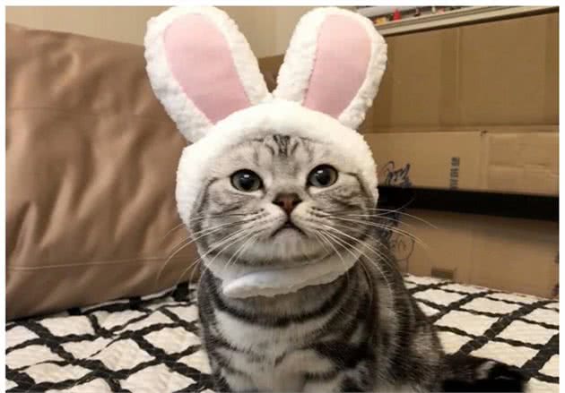 美短猫跟狸花猫很像,但是美短猫更值得饲养