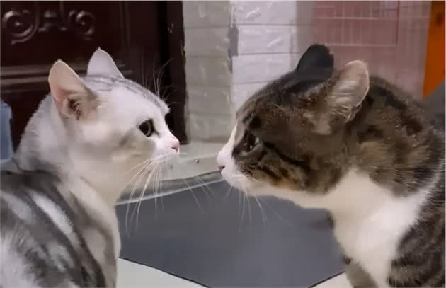 美短猫跟狸花猫很像,但是美短猫更值得饲养